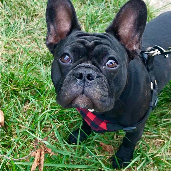 Meet your Posher, Ree - Picture 2 of 2